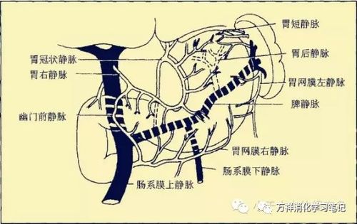 食管胃底曲张静脉学习笔记(一)