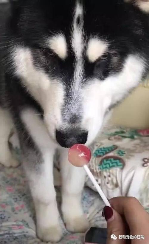 哈士奇和柯基一起吃糖,二哈的动作令人笑喷,一看就是纯的!