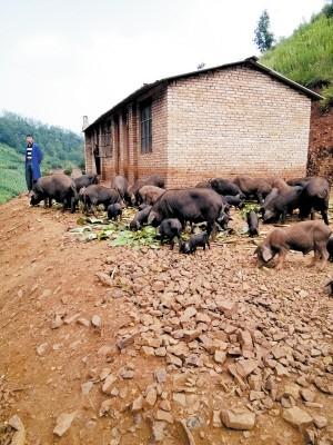 款庄"跑山猪"市场前景广(图)