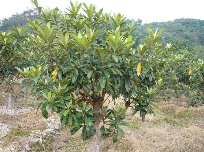 枇杷树果实/钦州枇杷树供应$广西枇杷价格