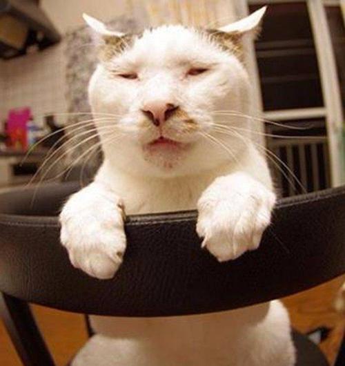 全世界最丑最猥琐最没节操的猫咪,完全就是一中年抠脚