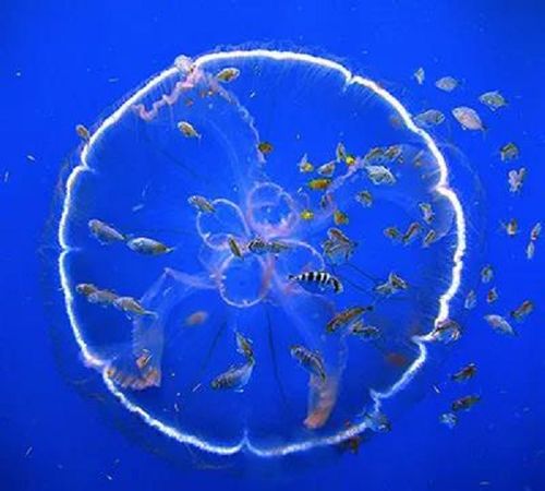 海月水母和鱼,图片来源:marinebio.org