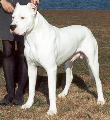 世界名犬之 阿根廷杜高