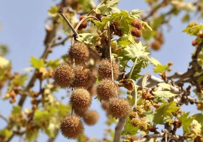 本次改造,育才路上的法国梧桐树会换掉吗?959关注