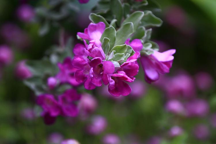 美艳的红花玉芙蓉原创首发