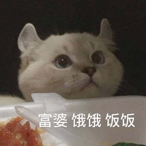 可爱猫咪表情包我要吃软饭