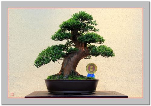 新春通派盆景精品赏析