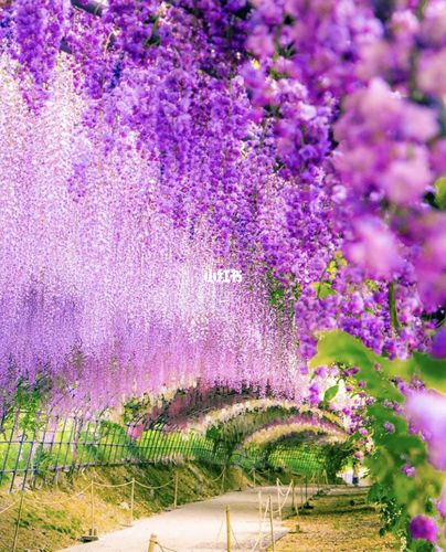 日本旅行|日本最美紫藤隧道-福冈河内藤园_日本_日本旅行_瀑布_治愈