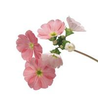 白底花朵头像卡通 卡通简约白底花朵头像_微信头像图片大全