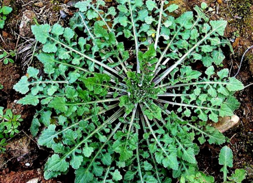 石灰菜怎么吃 石灰菜的学名叫什么