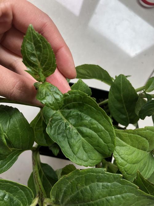 求助 各位帮我看看我的绣球是不是遭遇蓟马了