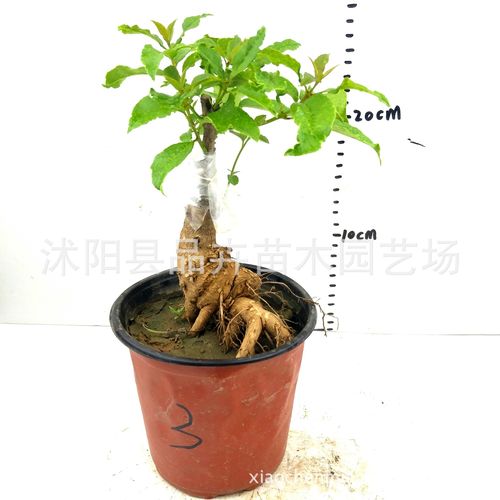 新品提根小桂花 精品造型 庭院植物 丹桂苗 桂花 根部造型