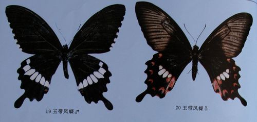 展开全部 玉带凤蝶 向左转  向右转