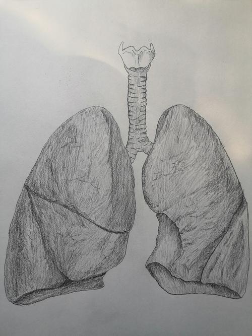 肺的形态: 一尖,一底,两面-卜可