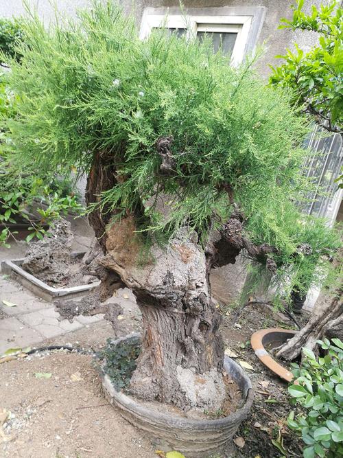 盆景,花 2020,8,于张沟