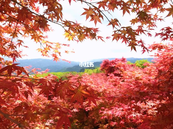 巴南松木嘴红枫_松木嘴自由行热门攻略_周末_爬山_出行_人文风光展示