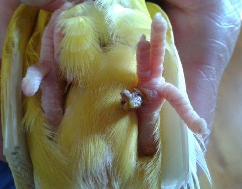 牡丹鹦鹉烂爪子!买来没多久!