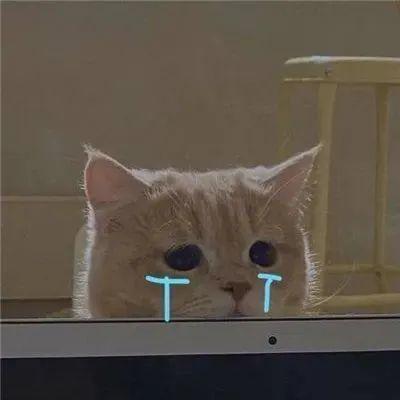 沙雕猫猫表情包