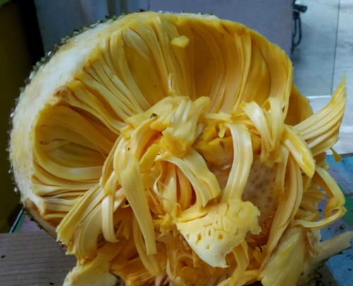 菠萝蜜适量可减肥,过量会造成肥胖,很多人都不知道_新浪看点