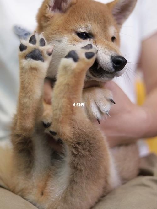 这爪子就不能放下来吗?_柴犬_宠物_狗_晒狗