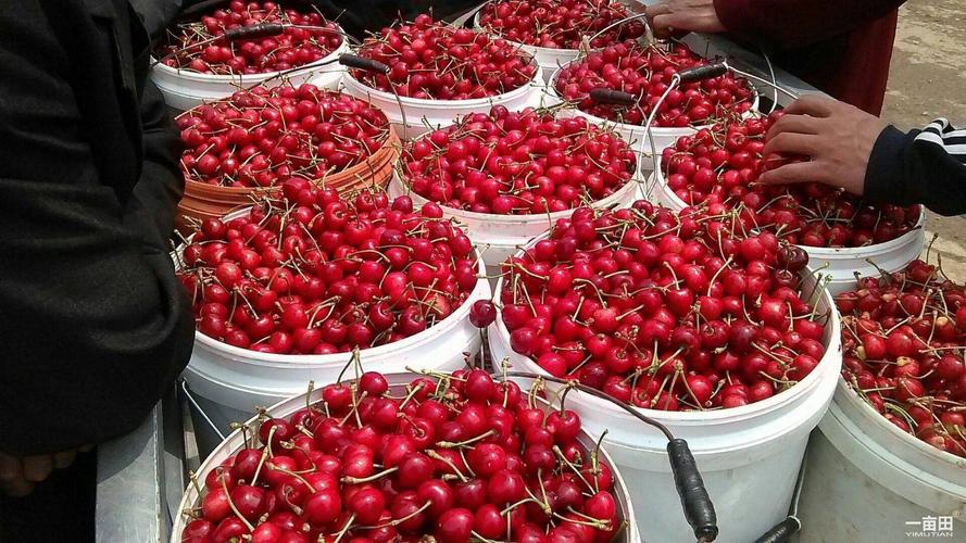 烟台红灯美早大樱桃