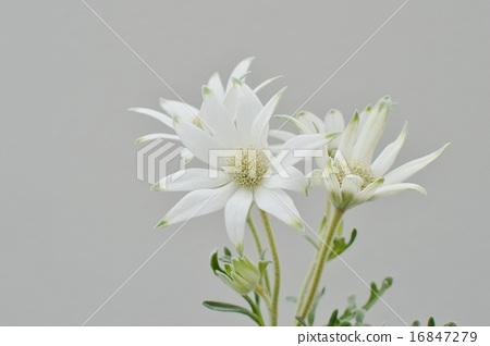 图库照片: 法兰绒花