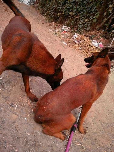 云南昆明纯种马犬血缘马犬爆红马犬