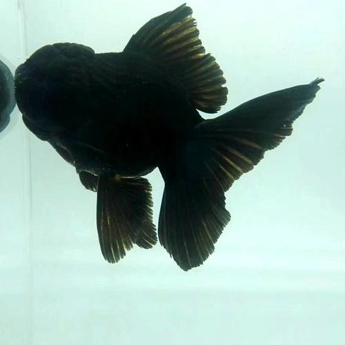 金鱼活体观赏鱼冷水鱼水族宠物淡水鱼国粹招财鱼黑泰狮f1精品包邮