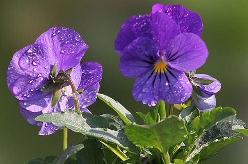 适合春天播种的植物是什么