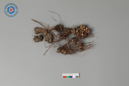 上图为铁拳头药材   上图为铁拳头药材,根茎为疙瘩状或圆锥形,表面