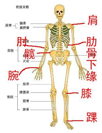 骨性标志的概述
