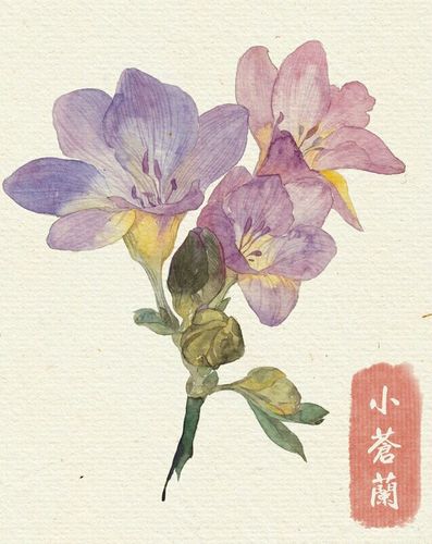 花草,水墨,封面,淡雅,唯美,插画,古风