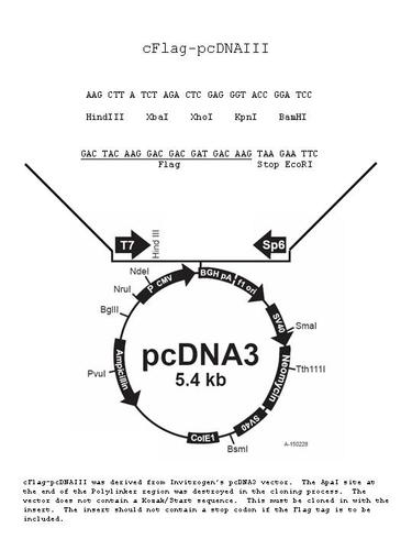 c-flag pcdna3载体质粒图谱,序列,价格,抗性,测序引物,大小等基本信息