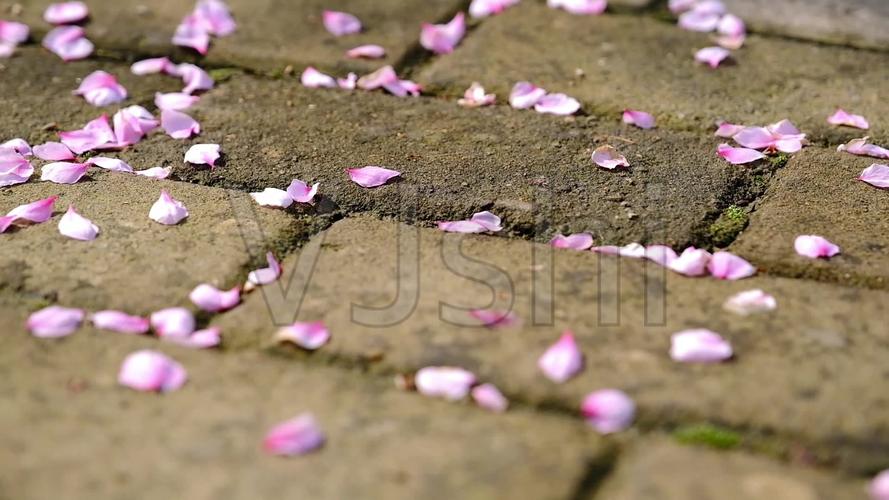 落地桃花花瓣_1920x1080_高清视频素材下载(编号:)