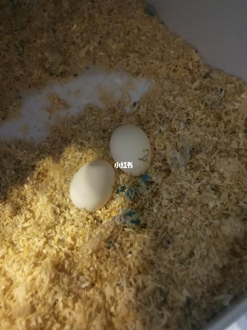 回家发现第二颗蛋出来啦~_牡丹_手养牡丹鹦鹉_宠物