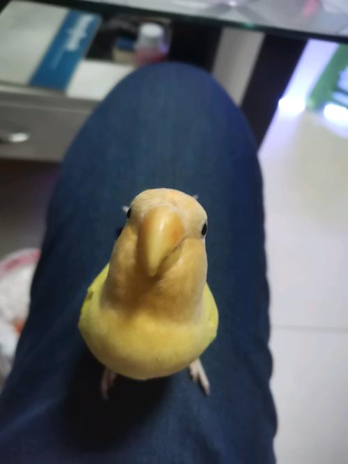 金头澳桂闪牡丹鹦鹉叫"芒果"