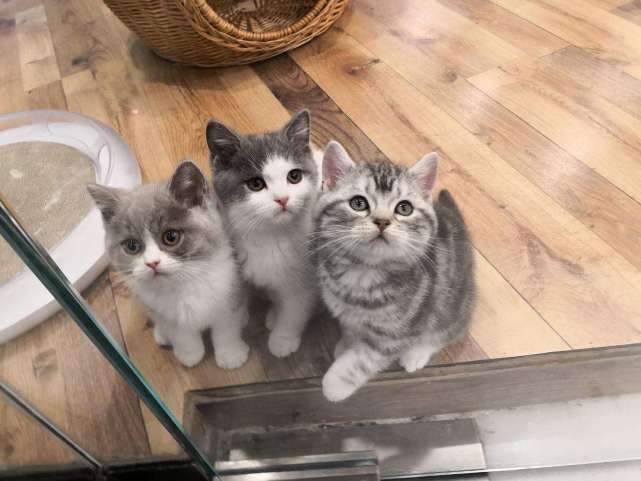 养英短猫,还是美短猫好呢?区别真的好大!