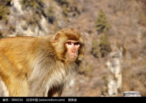 对视中的猴子