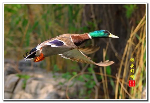 首发我要飞的更高绿头野鸭