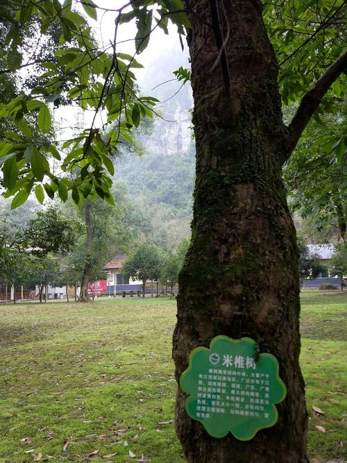 米椎树.