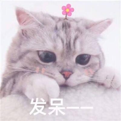 生活不易猫猫叹气表情包原图