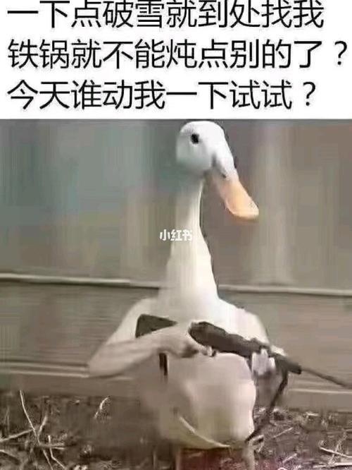 东北大鹅,全部严阵以待!_宠物_宠物其他