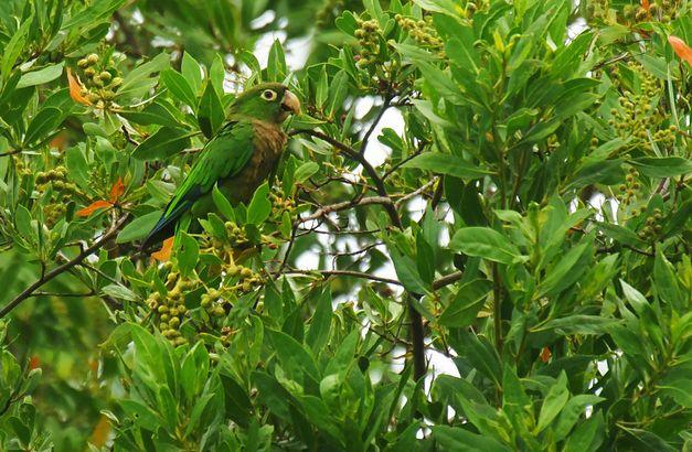 动物门,鸟纲,鹦形目,鹦鹉科,锥尾鹦哥族,锥尾鹦哥属,牙买加锥尾鹦鹉