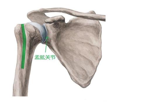 肩盂肱关节,属于较浅的球窝结构