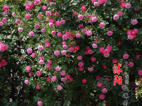 蔷薇苗大花蔷薇红花蔷薇蔷薇种