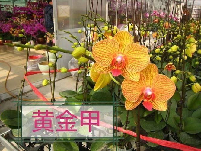 2020年上半年蝴蝶兰中苗预售