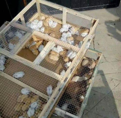 临沂蛋蛋仓鼠养殖场直销,临沂""仓鼠养殖基地欢迎新老顾客光临选购