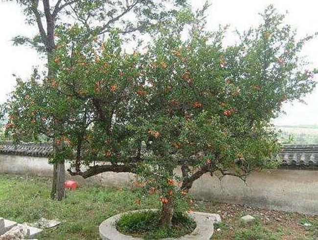 石榴树修剪囗诀(示意图讲解)