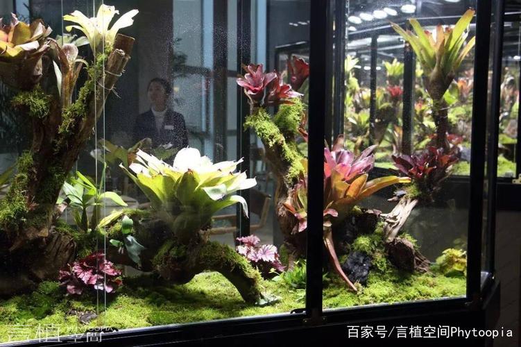 上百株积水凤梨,全在身后,这批货是下午2点过到的,要在剩下的一天内