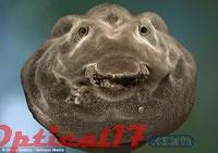 高倍显微镜下的"微笑"蝌蚪